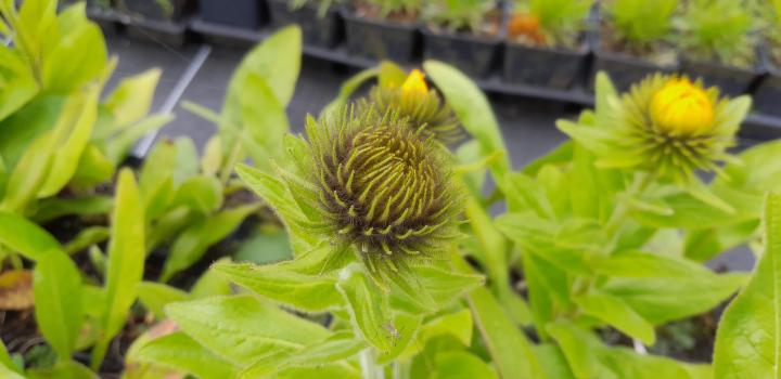 Inula orientalis 'Grandiflora'