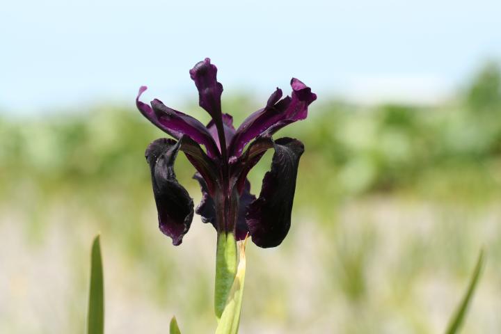 Iris chrysographes 'Black Form'