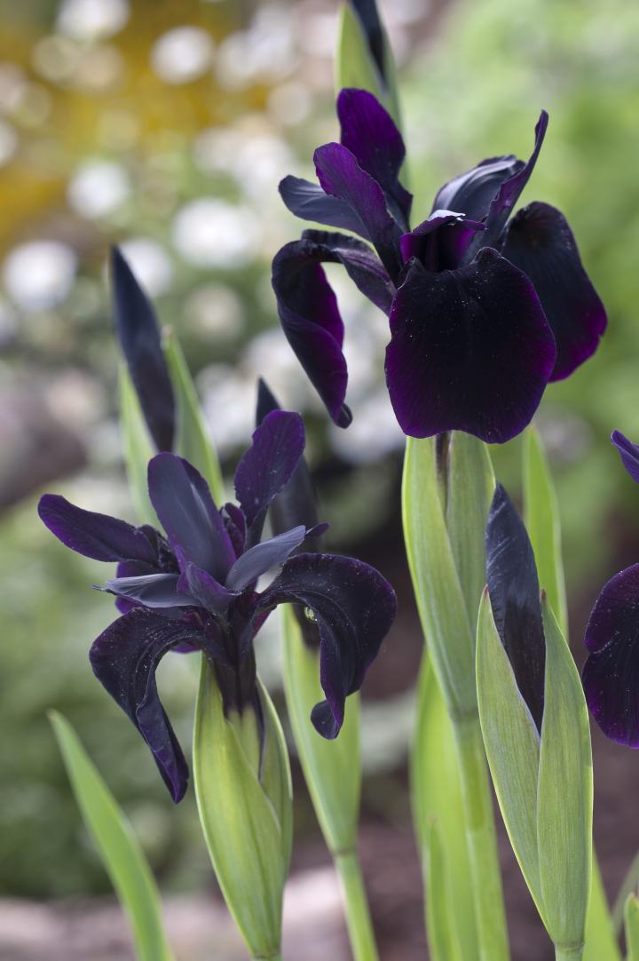 Iris chrysographes 'Black Form'