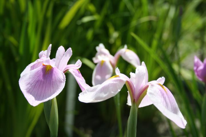 Iris ensata 'Rose Queen'