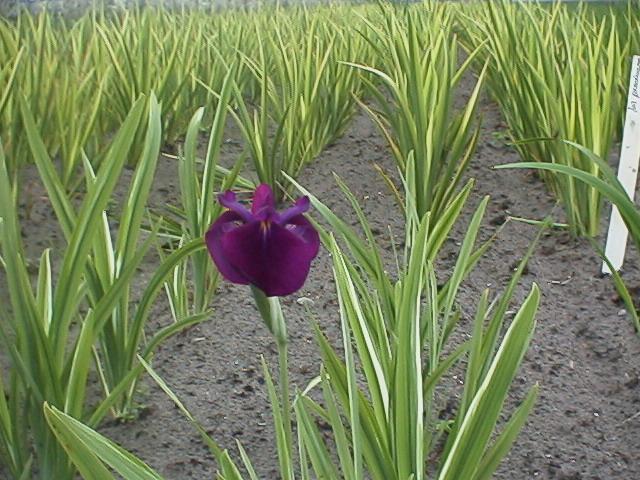 Iris ensata 'Variegata'
