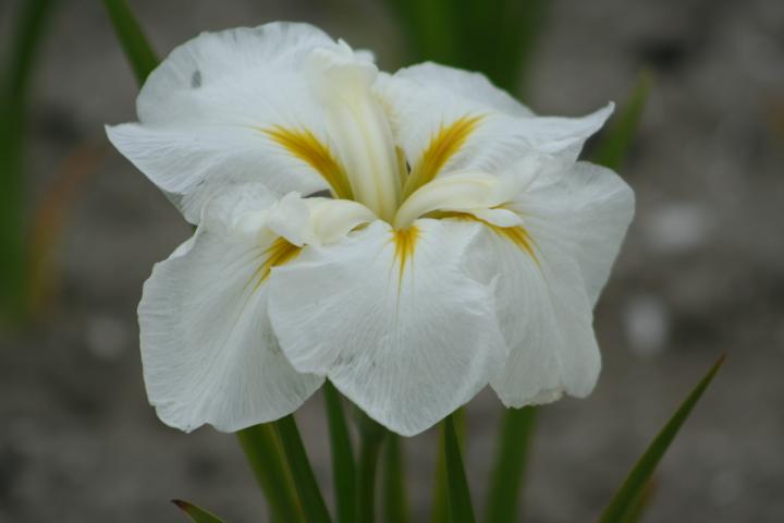 Iris ensata 'White Ladies'
