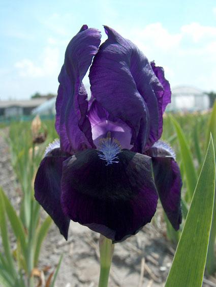 Iris germanica 'Black Knight'