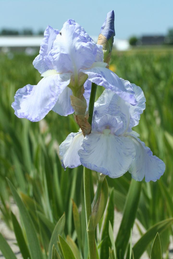 Iris germanica 'Blue Sapphire'