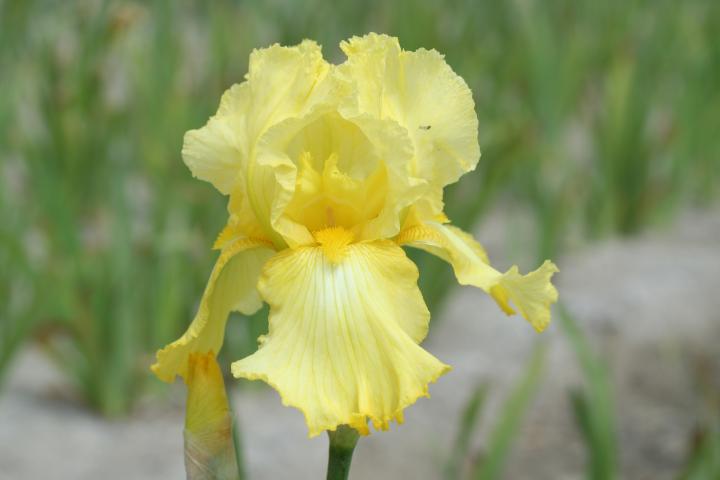 Iris germanica 'Lime Fizz'