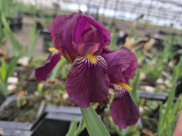 Iris germanica 'Red Orchid'