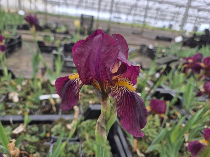 Iris germanica 'Red Orchid'