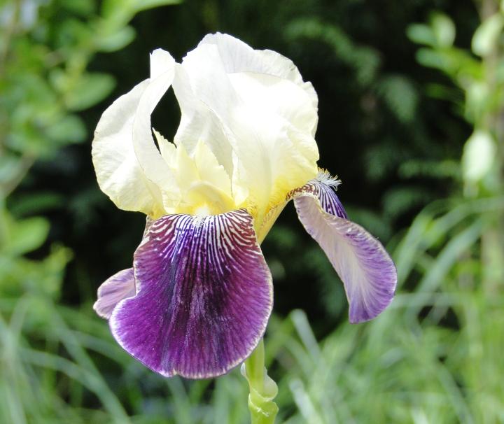 Iris germanica 'Salonique'