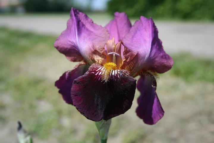 Iris germanica 'Senlac'
