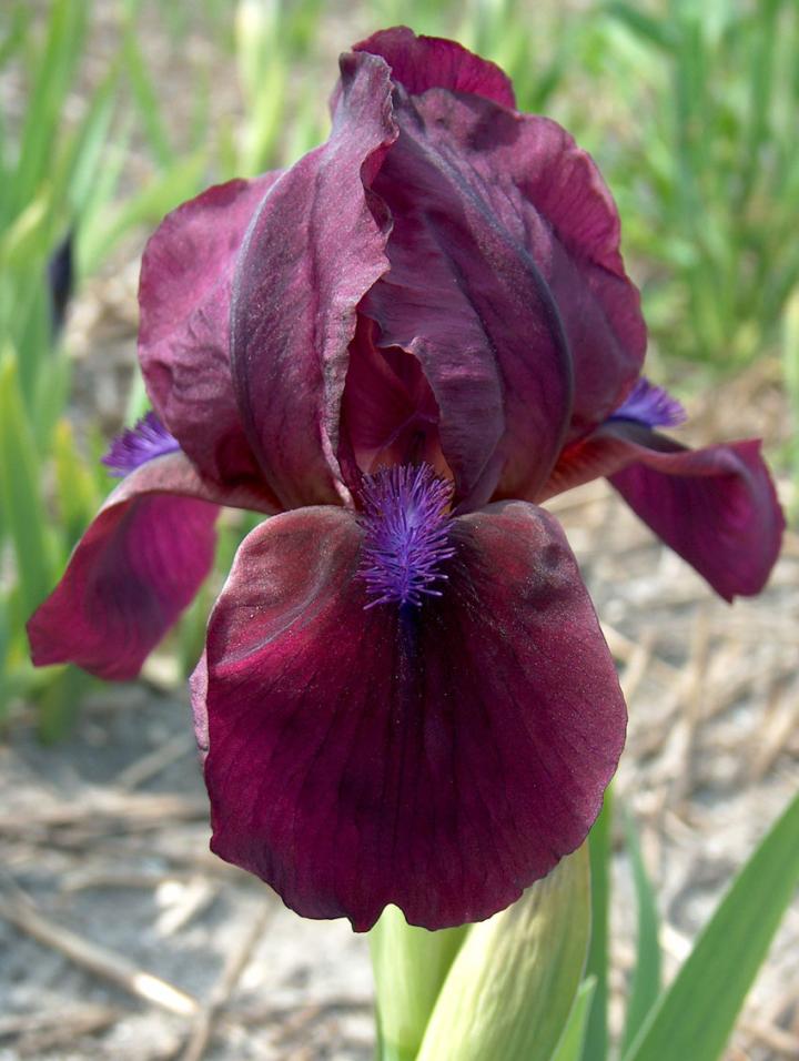 Iris pumila 'Cherry Garden'