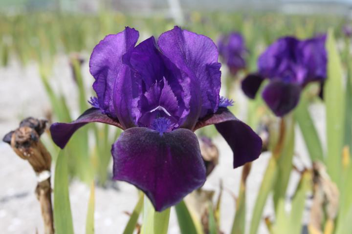 Iris pumila 'Little Shadow'