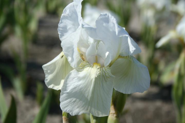 Iris pumila 'Lilly White'