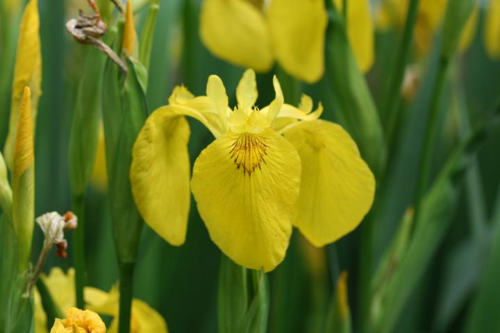 Iris pseudacorus