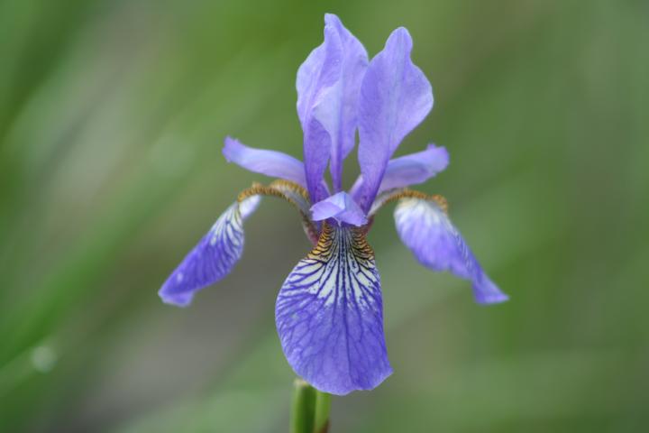 Iris sibirica 'Blue King'