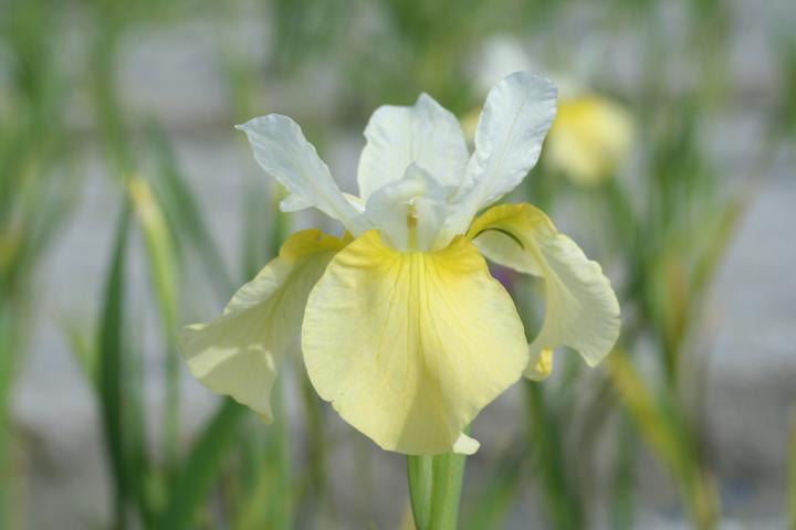 Iris sibirica 'Butter and Sugar'