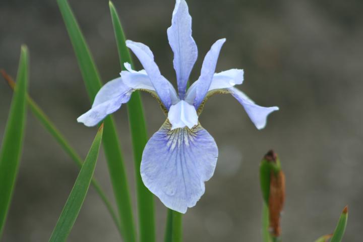Iris sibirica 'Perry's Blue'