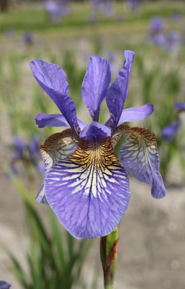 Iris sibirica 'Persimmon'