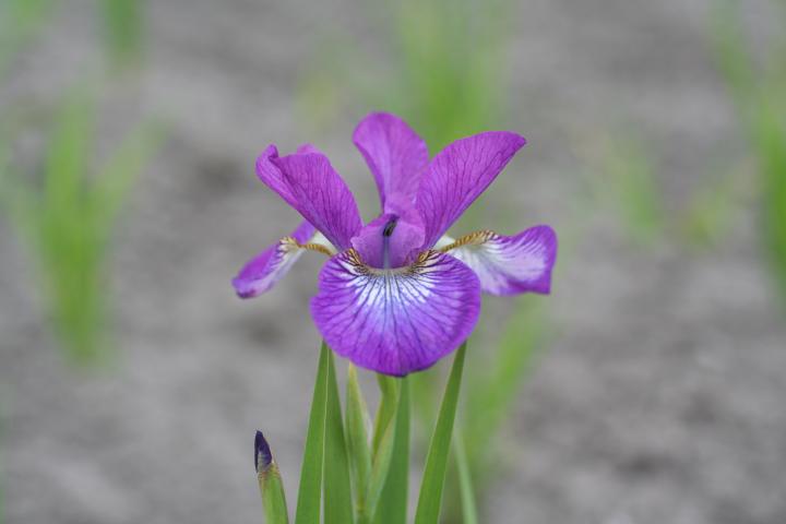 Iris sibirica 'Sparkling Rose'