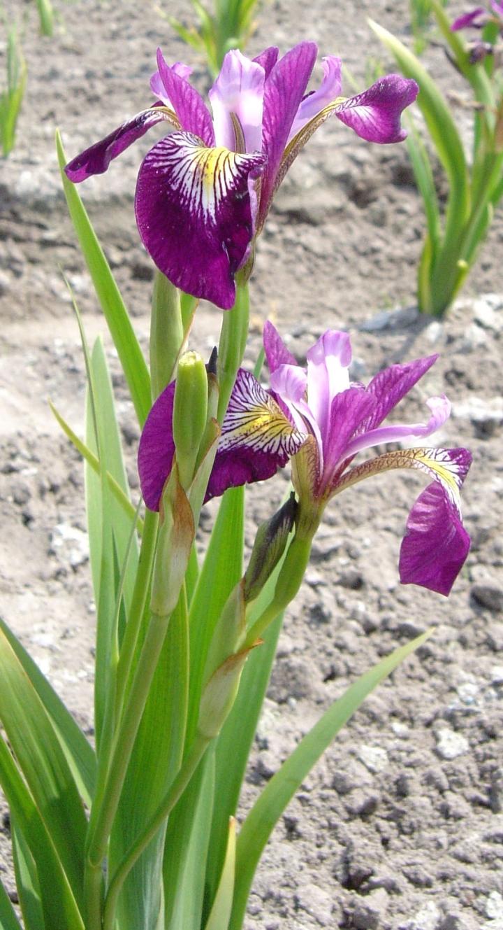 Iris versicolor