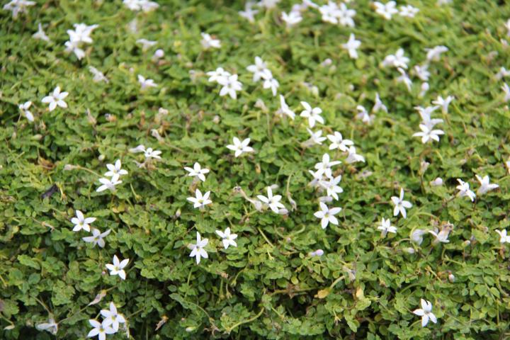 Isotoma fluviatilis 'Alba'