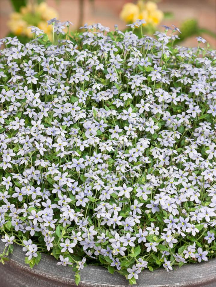 Isotoma fluviatilis ('Pratia pedunculata')