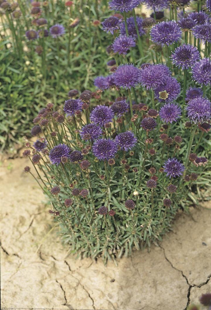 Jasione laevis 'Blaulicht'