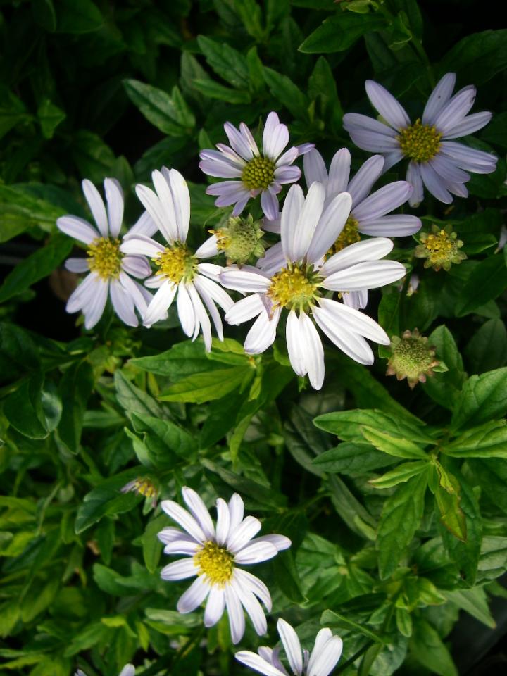 Kalimeris incisa 'Blue Star'