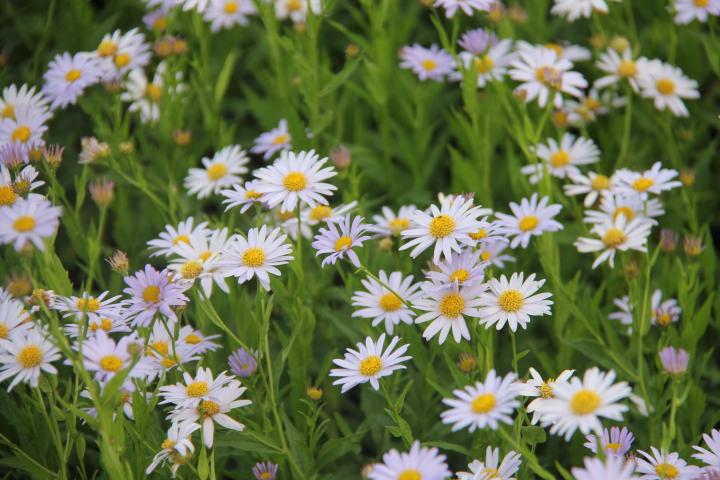 Kalimeris incisa 'Charlotte'