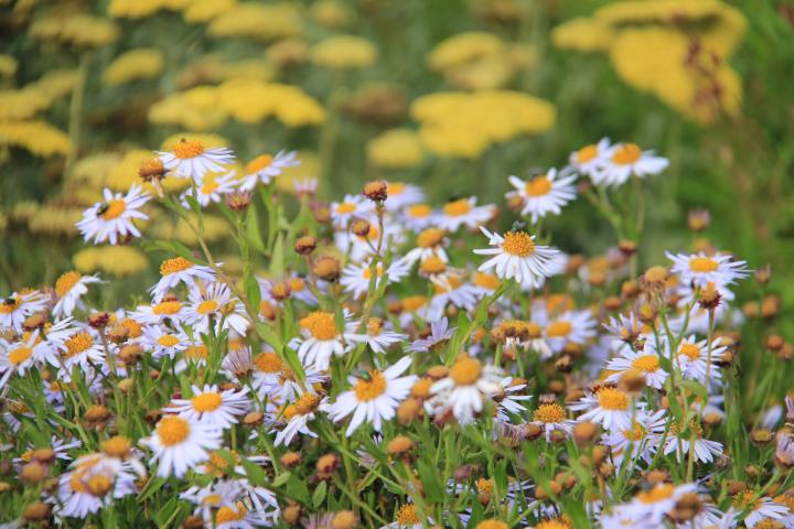 Kalimeris incisa 'Madiva'