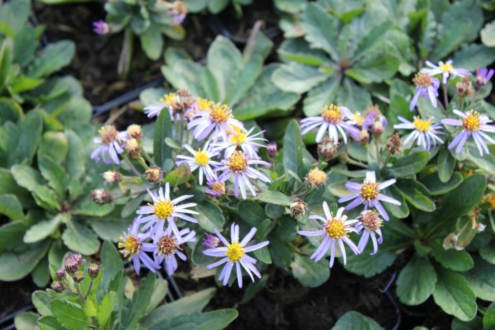 Kalimeris incisa 'Nana Blue'