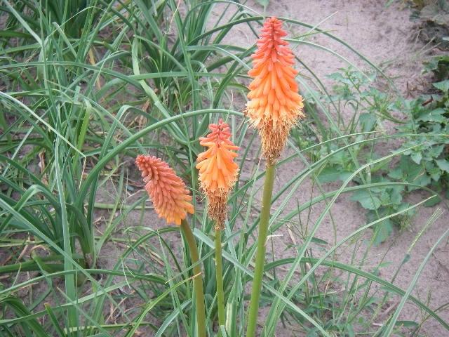 Kniphofia  'Alcazar'
