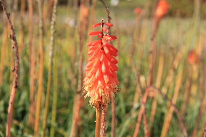 Kniphofia  'Alcazar'
