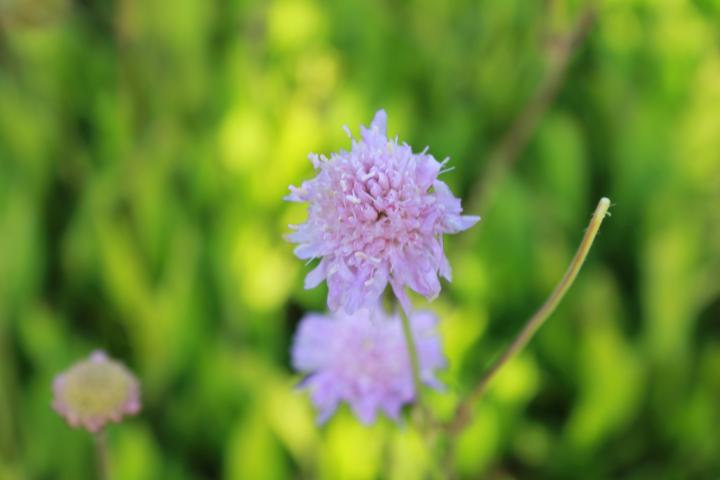Knautia arvensis