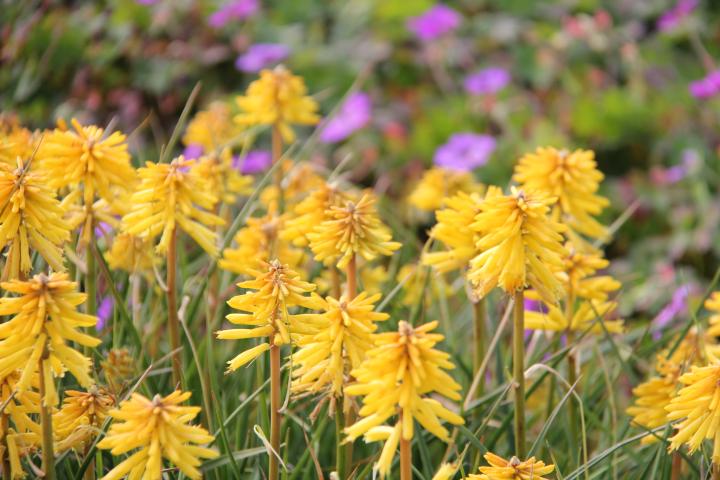 Kniphofia  'Banana Popsicle' PBR