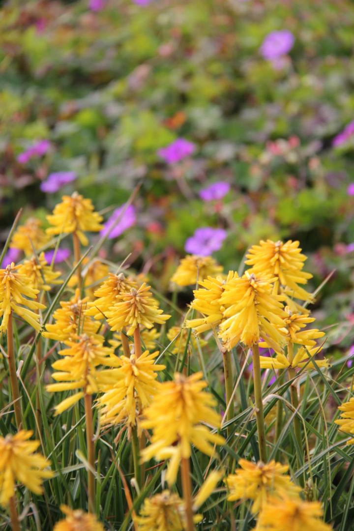 Kniphofia  'Banana Popsicle' PBR