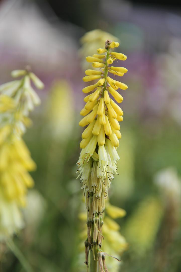 Kniphofia citrina