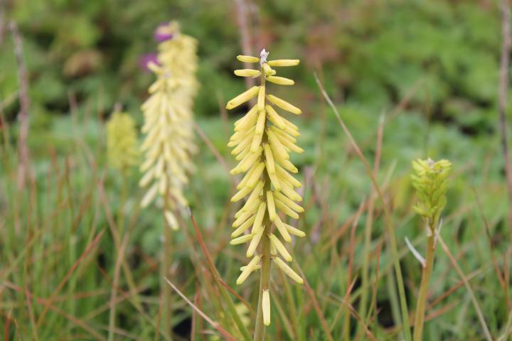 Kniphofia  'Little Maid'