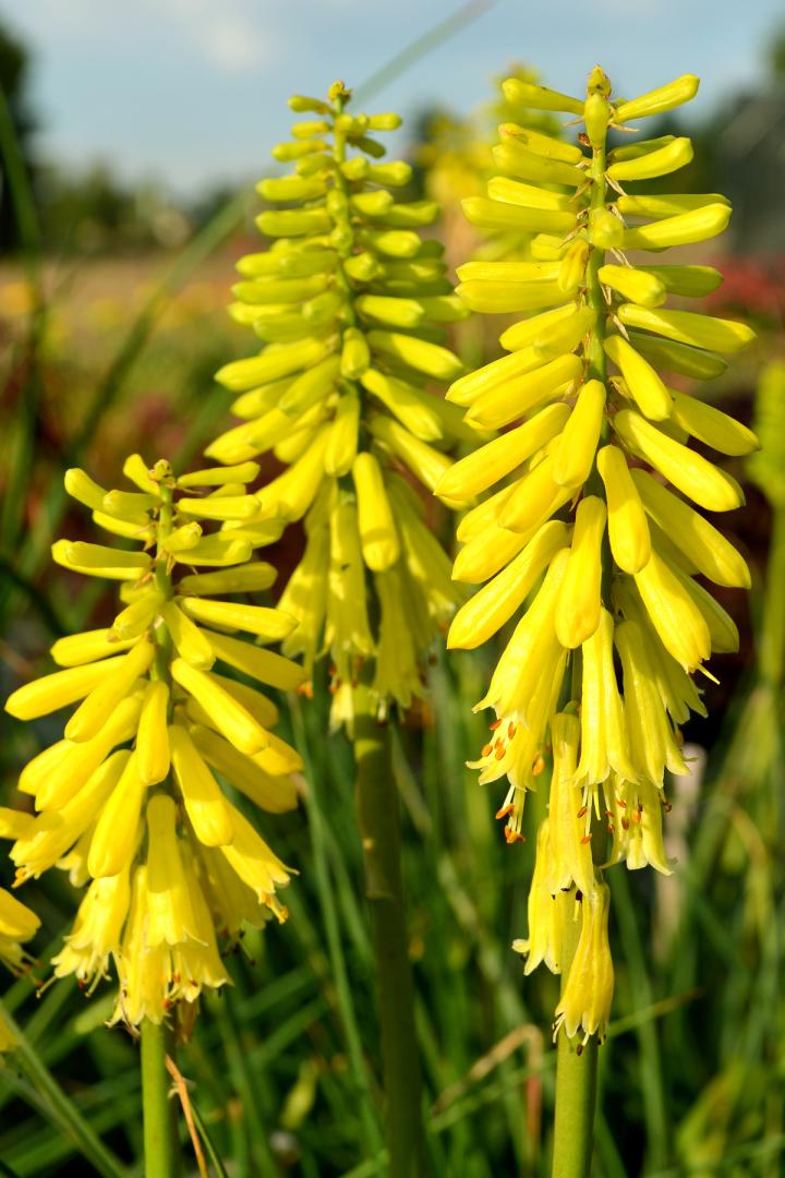 Kniphofia  'Lemon Popsicle' PBR