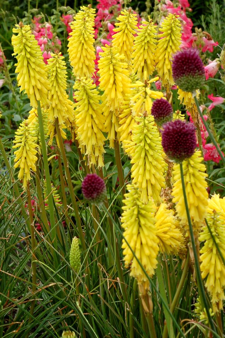 Kniphofia  'Lemon Popsicle' PBR