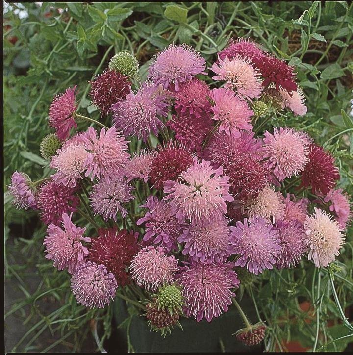 Knautia macedonica 'Melton Pastels'
