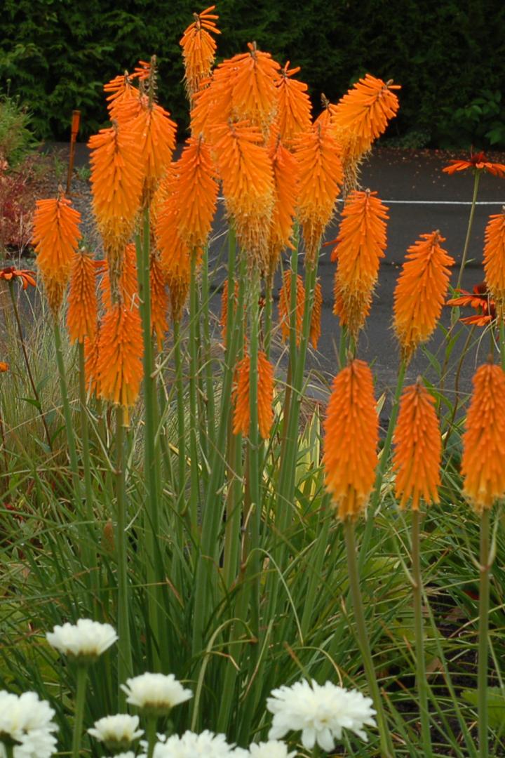 Kniphofia  'Mango Popsicle' PBR