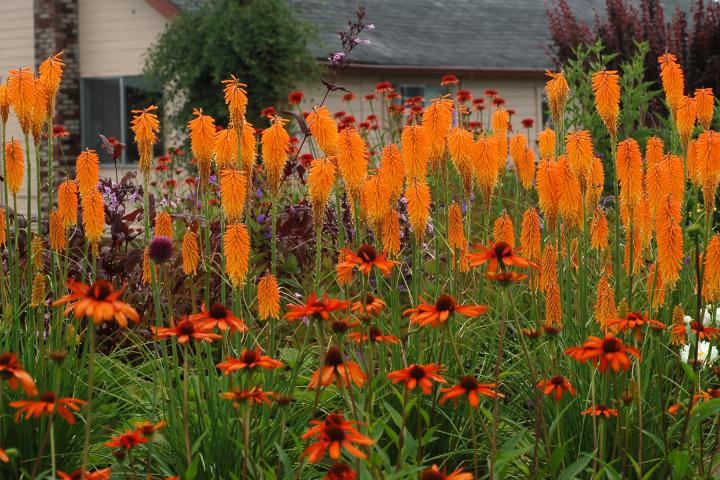 Kniphofia  'Mango Popsicle' PBR