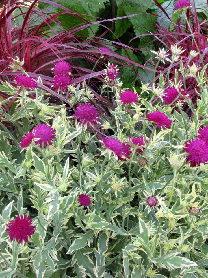 Knautia macedonica 'Thunder & Lightning'