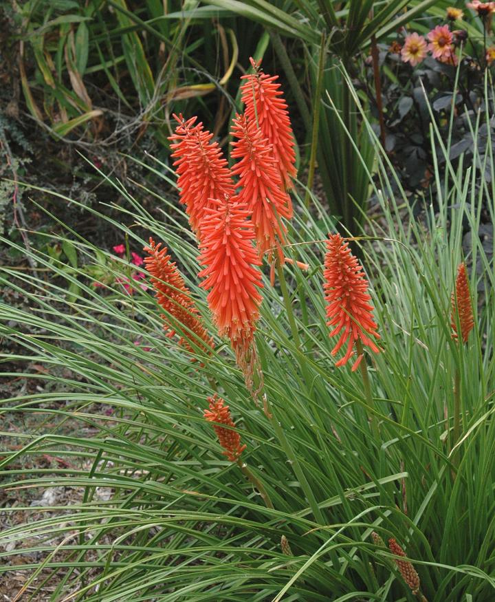Kniphofia  'Nancy's Red'