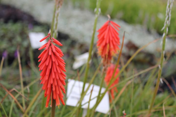 Kniphofia  'Nancy's Red'