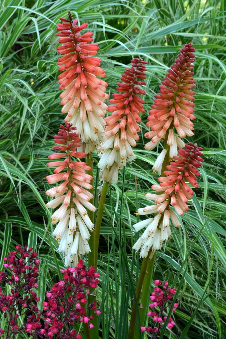 Kniphofia  'Orange Vanilla Popsicle' PBR