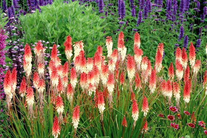 Kniphofia  'Orange Vanilla Popsicle' PBR