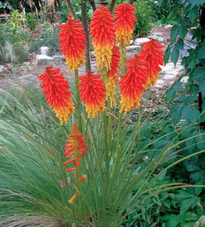 Kniphofia  'Papaya Popsicle' PBR