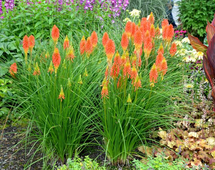 Kniphofia  'Papaya Popsicle' PBR