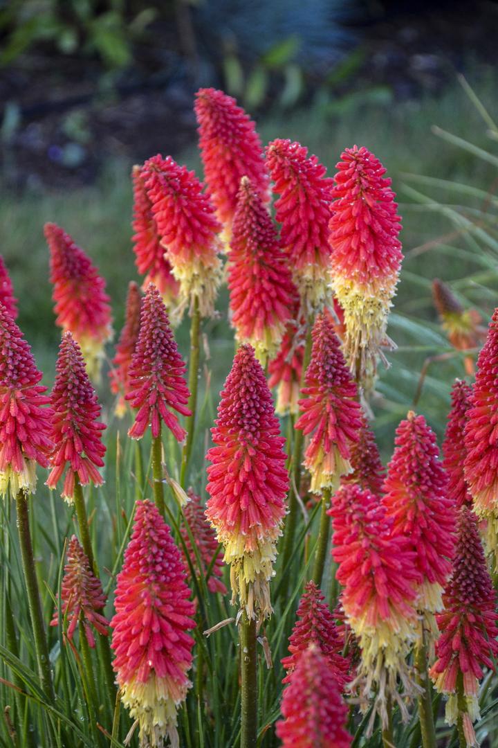 Kniphofia 'Pyromania Rocket's Red Glare'